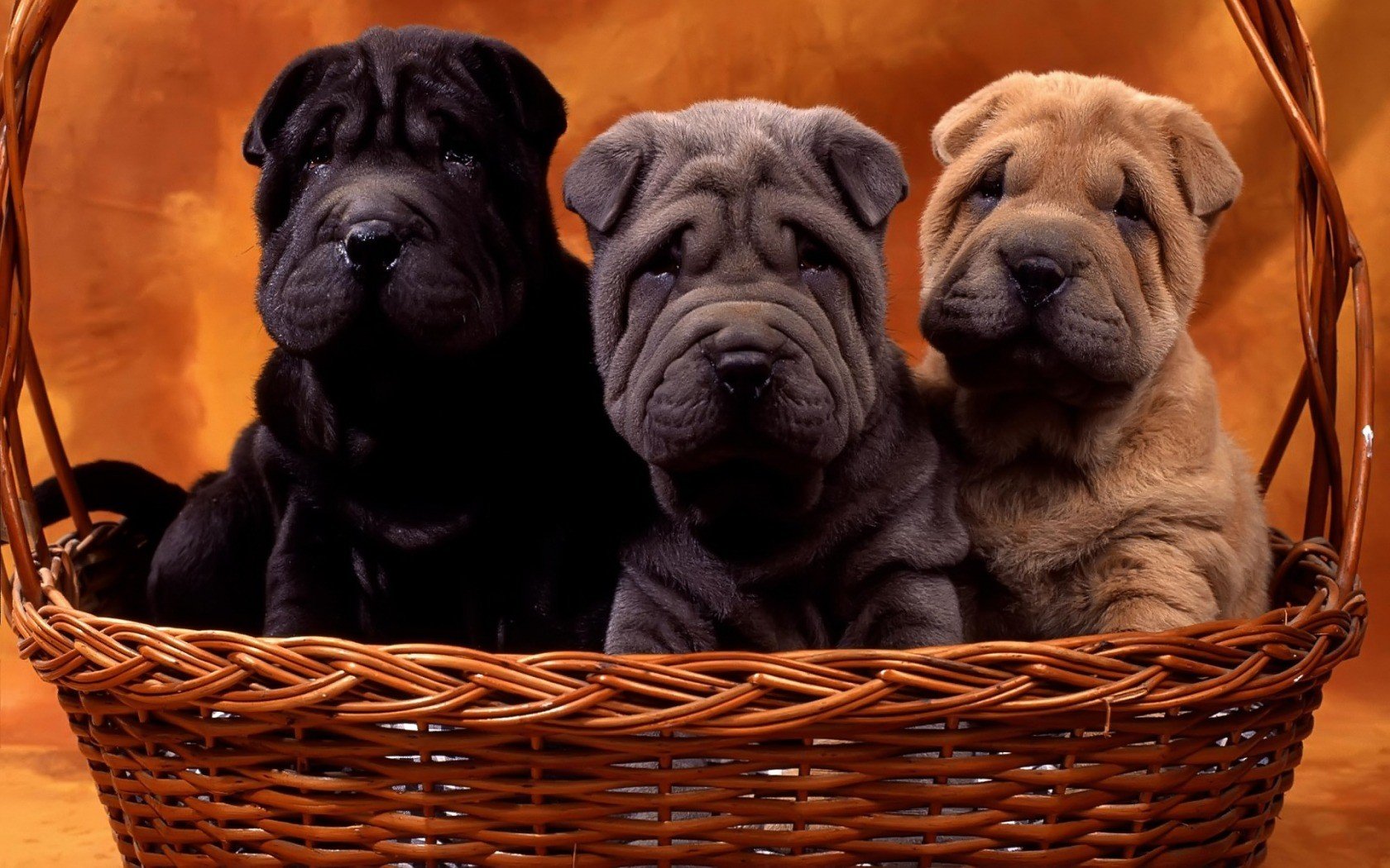 dogs, Baskets Wallpaper