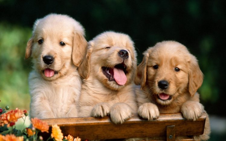 dogs HD Wallpaper Desktop Background