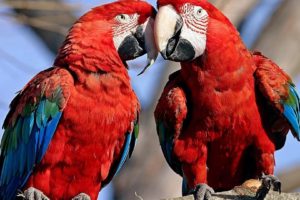 nature, Birds, Parrots, Scarlet, Macaws