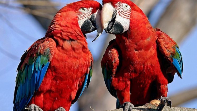 nature, Birds, Parrots, Scarlet, Macaws HD Wallpaper Desktop Background
