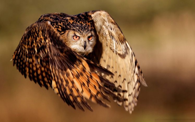 nature, Flying, Birds, Animals, Owls HD Wallpaper Desktop Background
