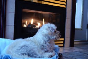 beds, Dogs, Homes, Fireplaces