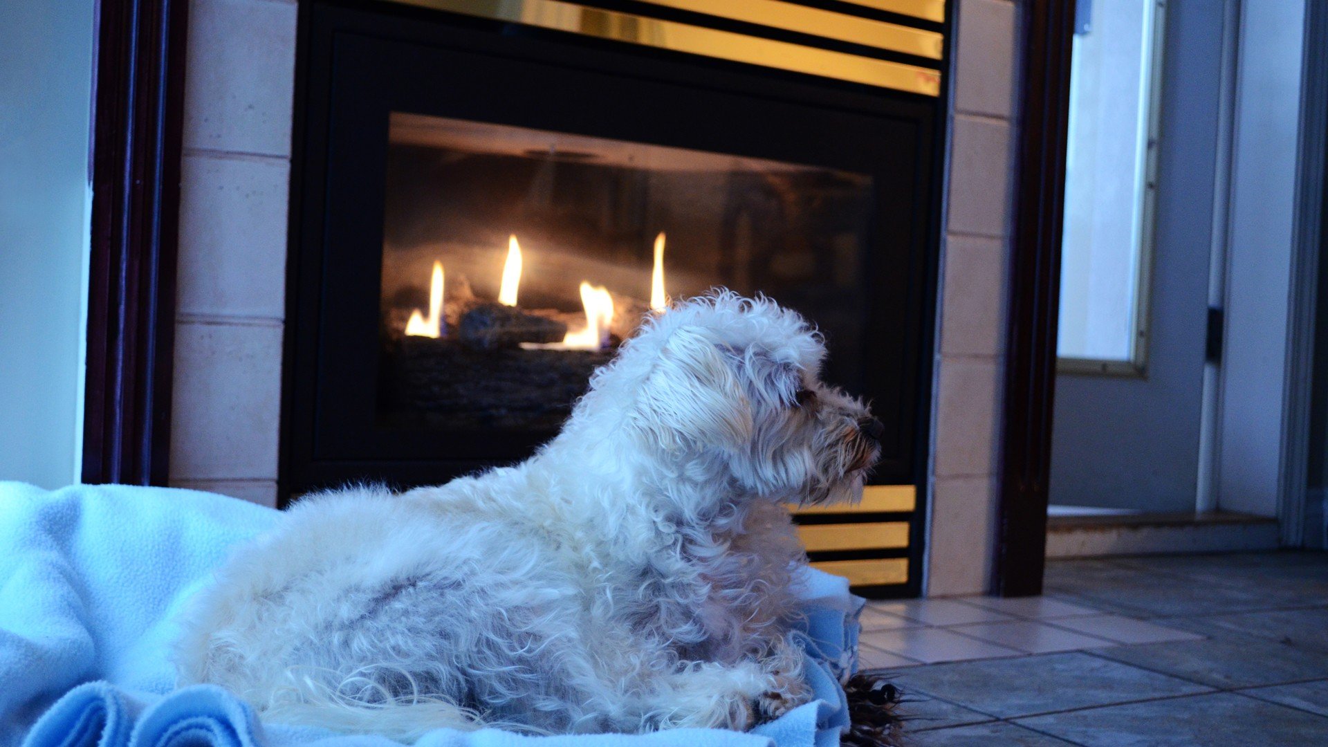 beds, Dogs, Homes, Fireplaces Wallpaper