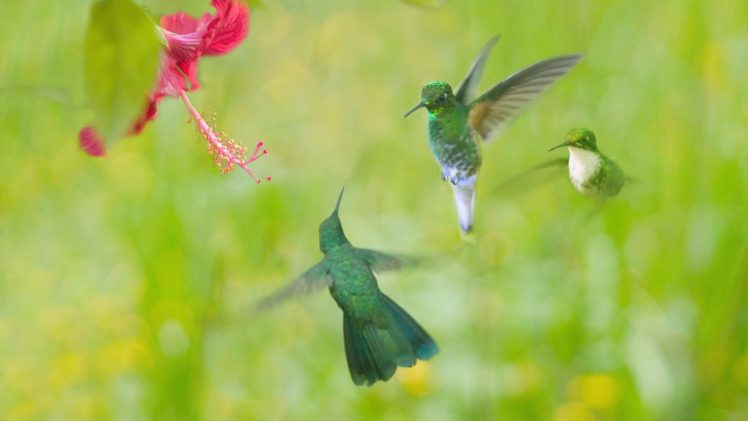 birds, Hummingbirds HD Wallpaper Desktop Background