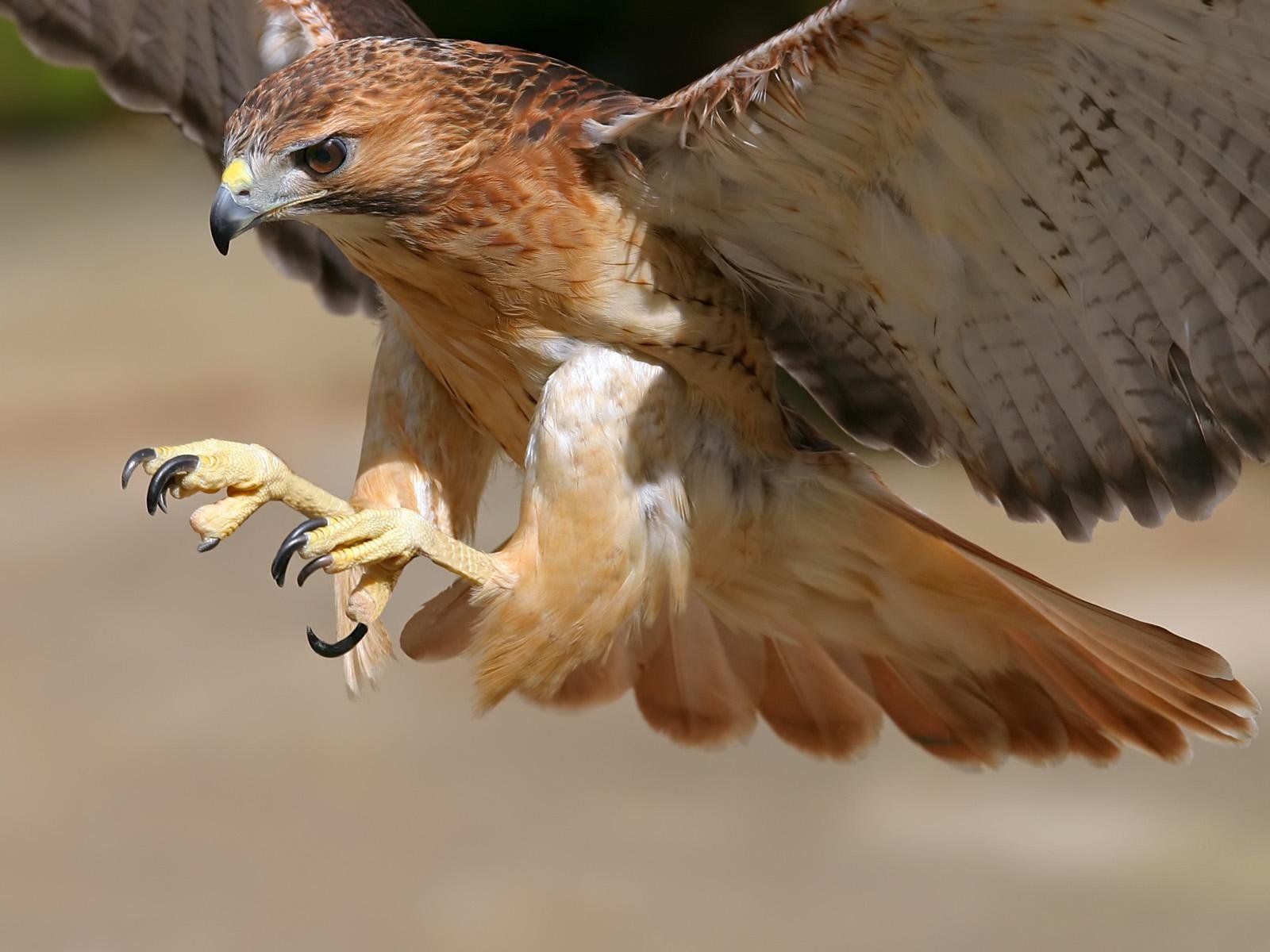 birds, Wildlife, Hawks Wallpaper