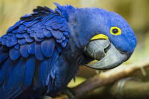 birds, Animals, Parrots, Hyacinth, Macaw