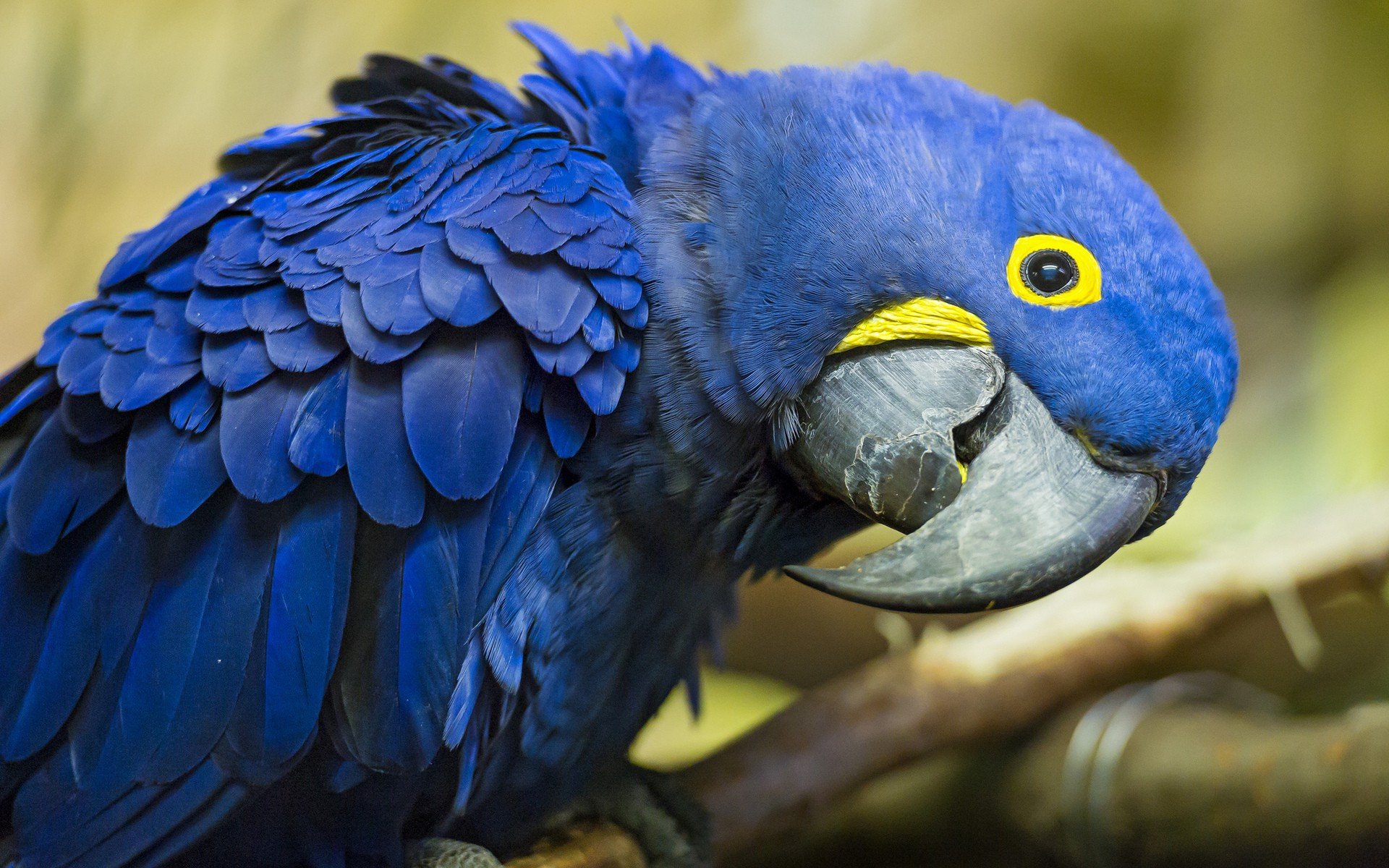 birds, Animals, Parrots, Hyacinth, Macaw Wallpaper