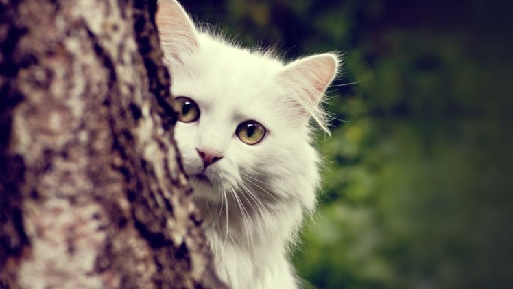 trees, White, Cats, Animals HD Wallpaper Desktop Background