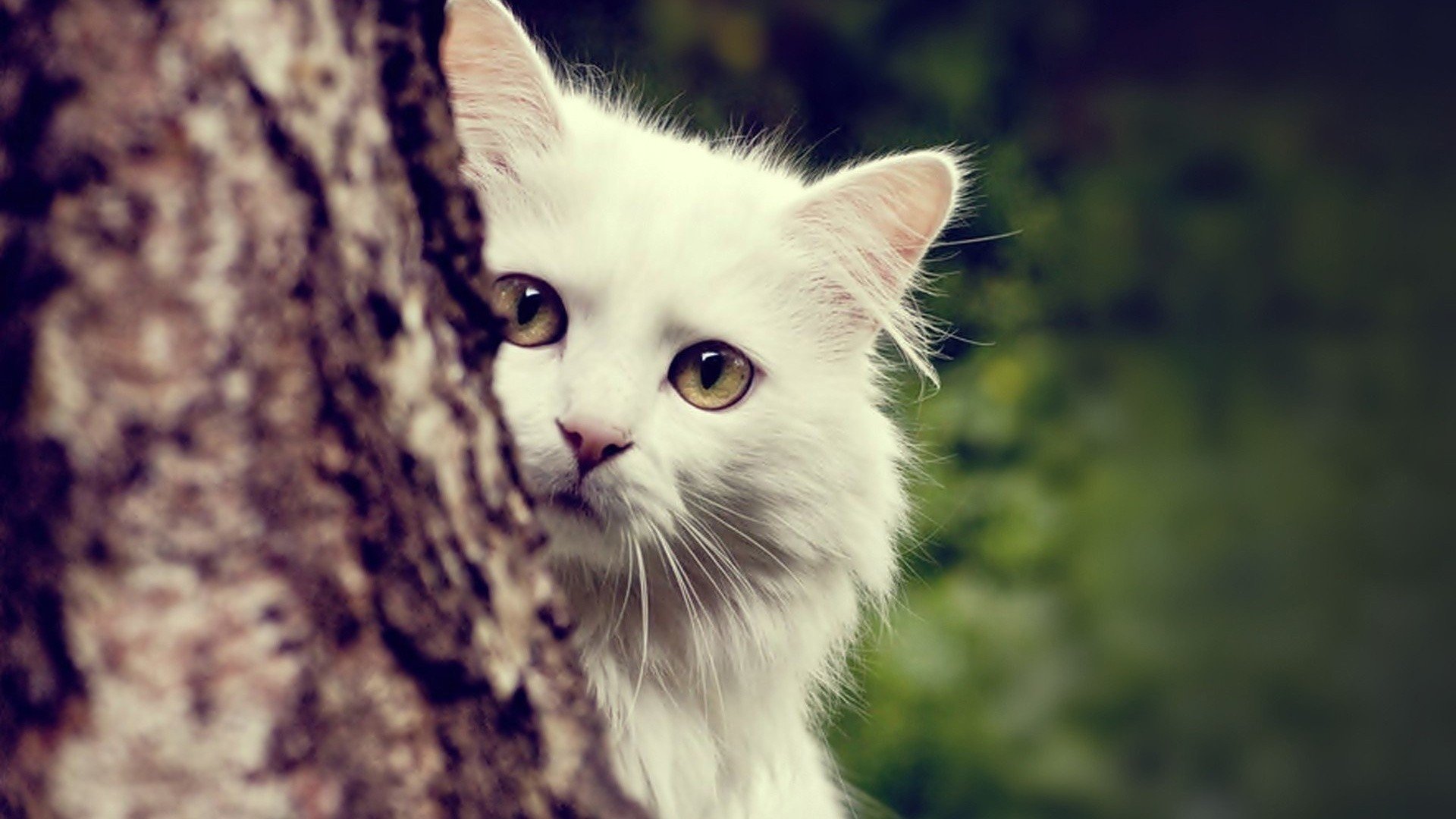 trees, White, Cats, Animals Wallpaper