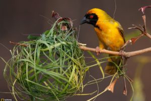 birds, National, Geographic, Nest, Weaver, Birds