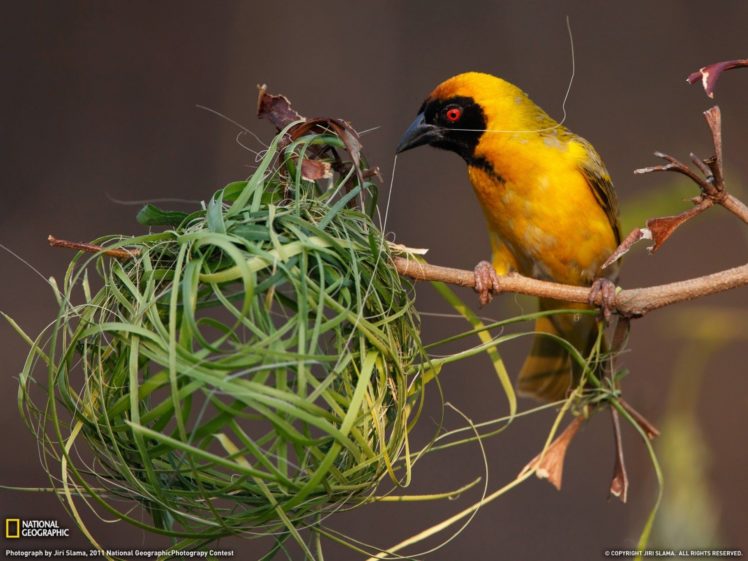 birds, National, Geographic, Nest, Weaver, Birds HD Wallpaper Desktop Background