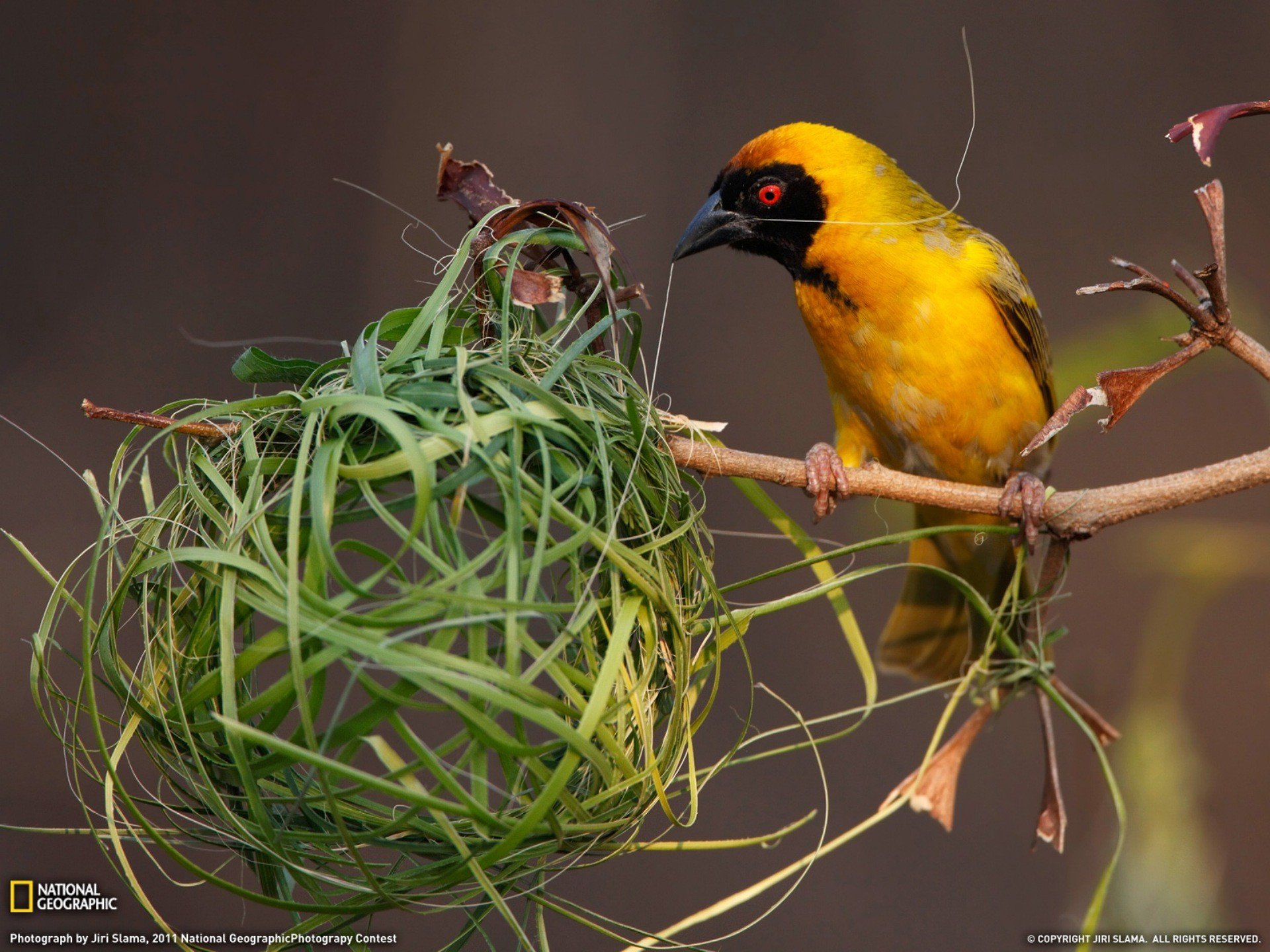 birds, National, Geographic, Nest, Weaver, Birds Wallpaper