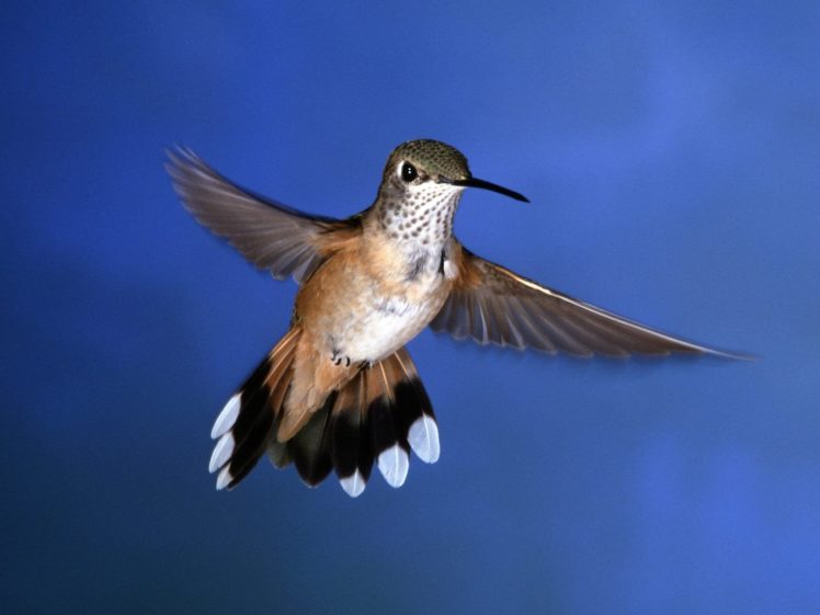 nature, Birds, Hummingbirds HD Wallpaper Desktop Background