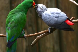 love, Birds, Animals, Kissing, Parrots