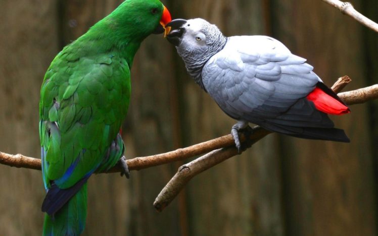 love, Birds, Animals, Kissing, Parrots HD Wallpaper Desktop Background