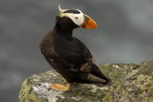 birds, Alaska, Puffin, Islands