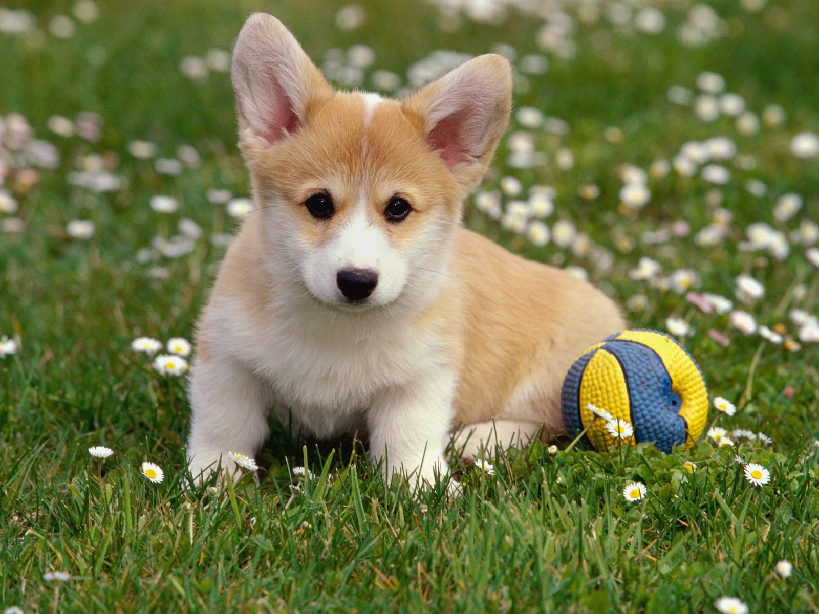 dogs Wallpaper