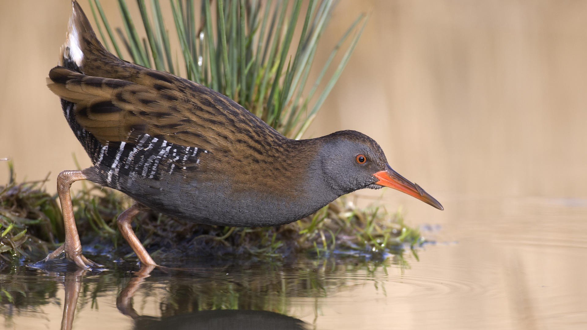 water, The, Netherlands Wallpaper