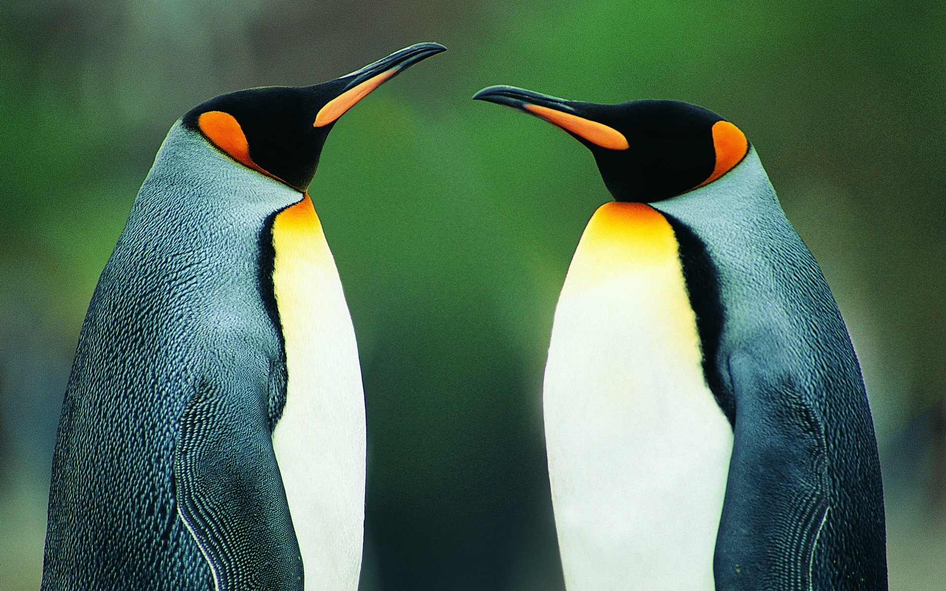 birds, Penguins Wallpaper
