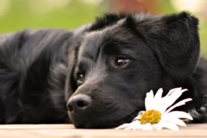 black, Flowers, Animals, Dogs, Mammals