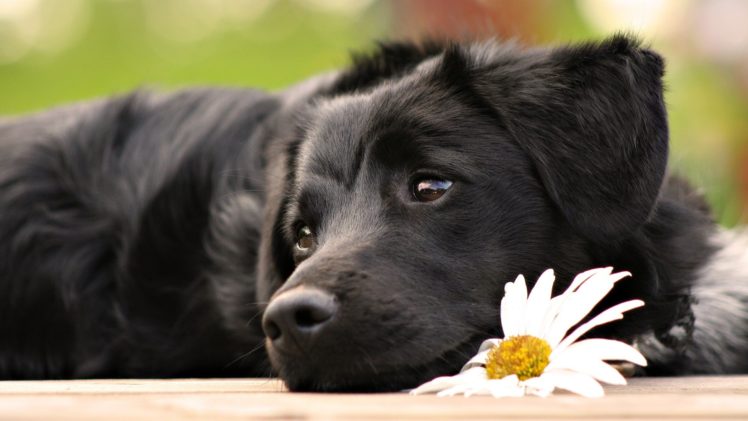 black, Flowers, Animals, Dogs, Mammals HD Wallpaper Desktop Background