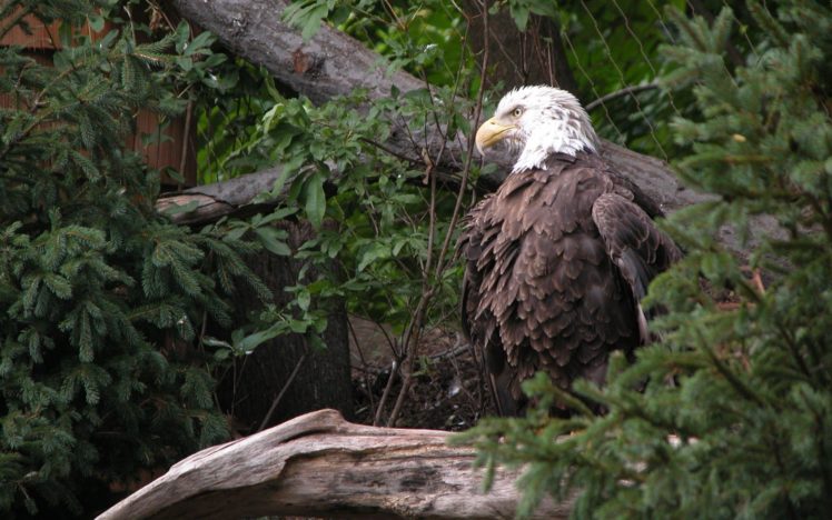 trees, Birds, Wildlife, Bald, Eagles HD Wallpaper Desktop Background