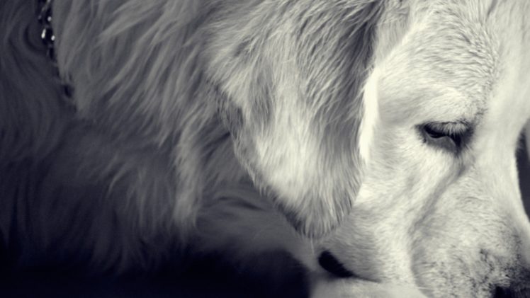 animals, Dogs, Melancholy HD Wallpaper Desktop Background