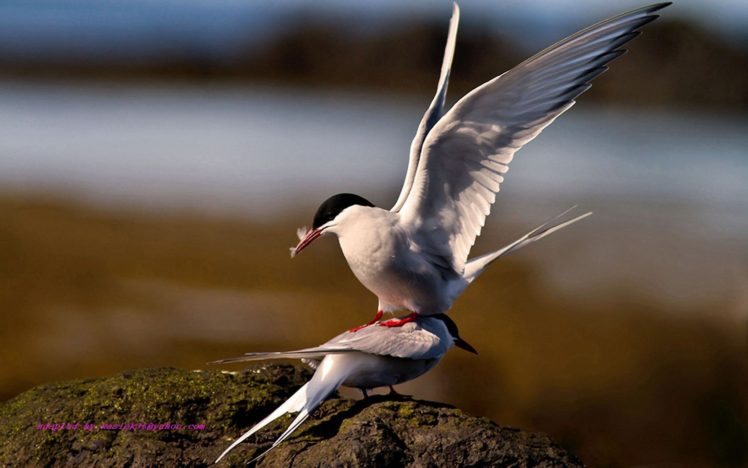 birds, Arctic, Tern HD Wallpaper Desktop Background