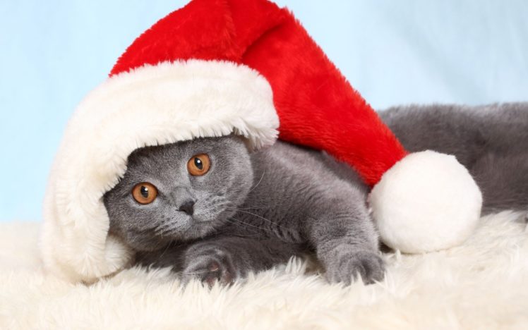 cats, Animals, Christmas, British, Shorthair HD Wallpaper Desktop Background
