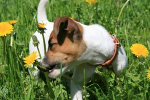 flowers, Animals, Dogs, Jack, Russell, Terrier