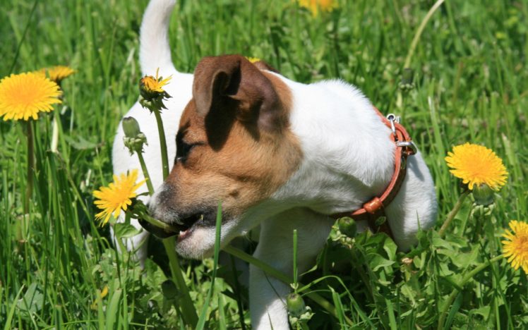 flowers, Animals, Dogs, Jack, Russell, Terrier HD Wallpaper Desktop Background