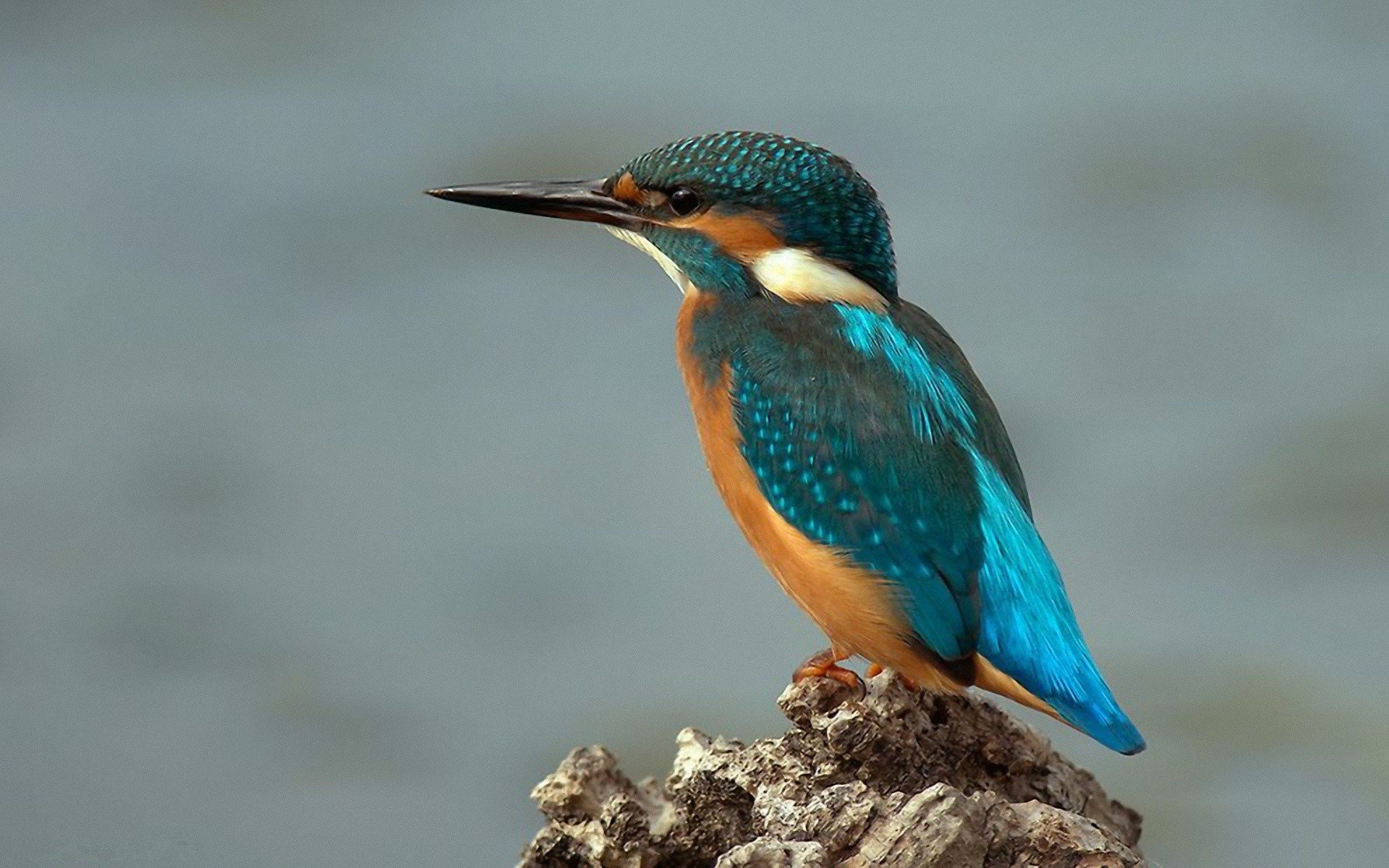 birds, Wildlife, Kingfisher Wallpaper