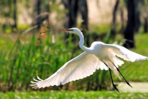 nature, Flying, Birds, Herons, Great, Egret, Egrets