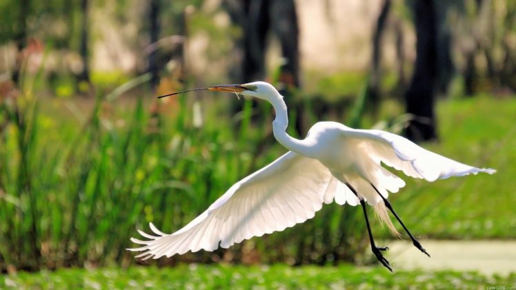 nature, Flying, Birds, Herons, Great, Egret, Egrets HD Wallpaper Desktop Background