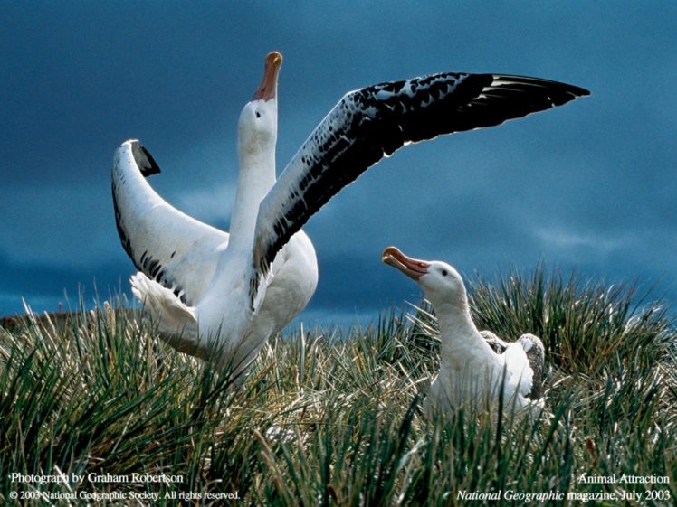 birds, National, Geographic HD Wallpaper Desktop Background