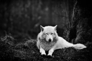 wolf, Wolves, Black