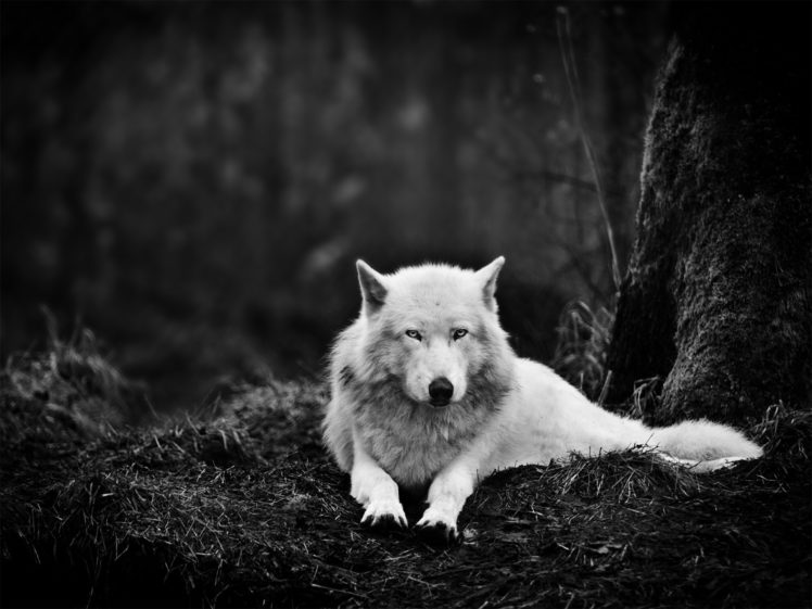 wolf, Wolves, Black HD Wallpaper Desktop Background