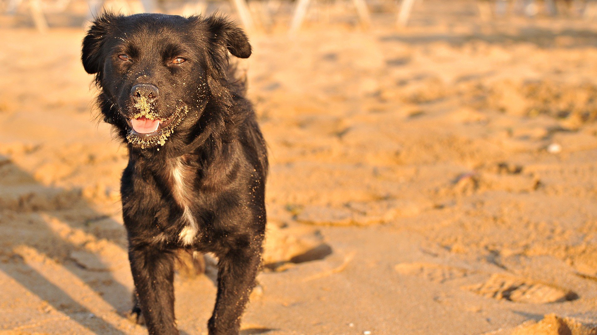 animals, Dogs Wallpaper