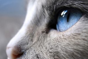 close up, Cats, Blue, Eyes, Animals