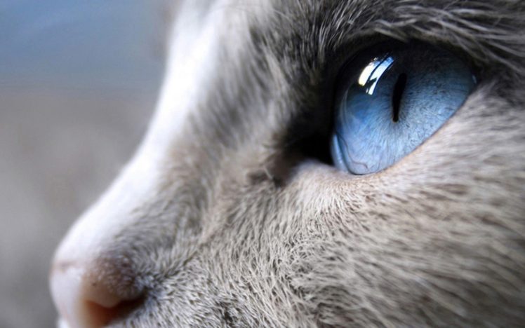 close up, Cats, Blue, Eyes, Animals HD Wallpaper Desktop Background