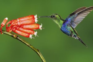 green, Flowers, Birds, Hummingbirds, Ecuador