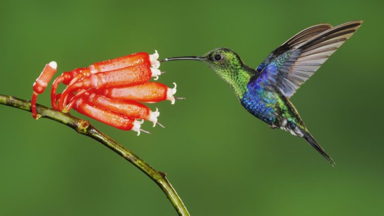 green, Flowers, Birds, Hummingbirds, Ecuador HD Wallpaper Desktop Background