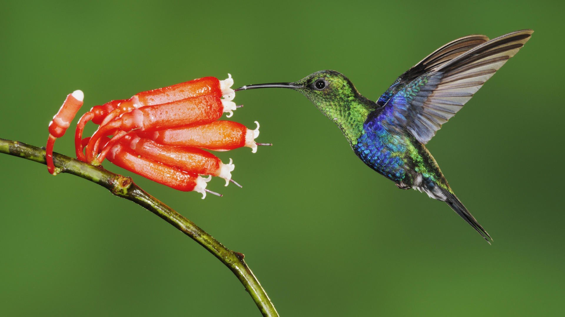 green, Flowers, Birds, Hummingbirds, Ecuador Wallpaper