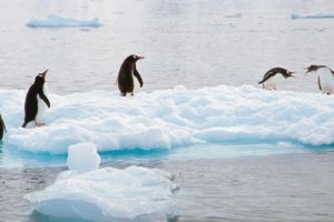 birds, Penguins, Gentoo, Antarctica, Scene