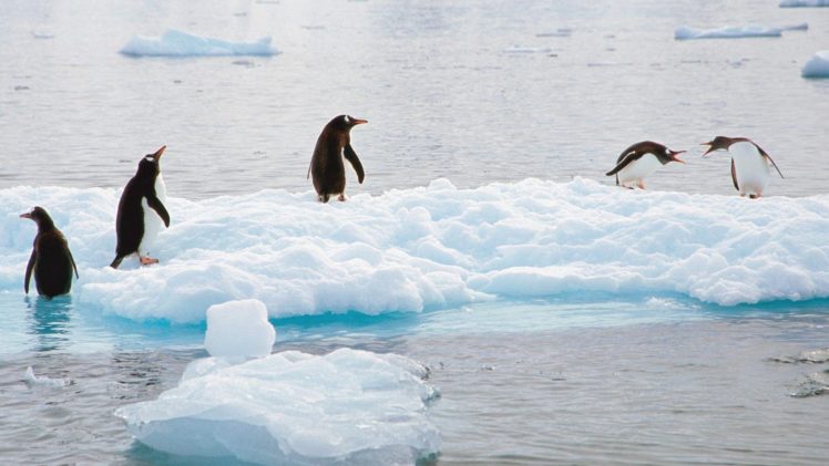 birds, Penguins, Gentoo, Antarctica, Scene HD Wallpaper Desktop Background