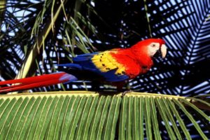 birds, Tropical, Parrots, Scarlet, Macaws, Macaw, Palm, Leaves
