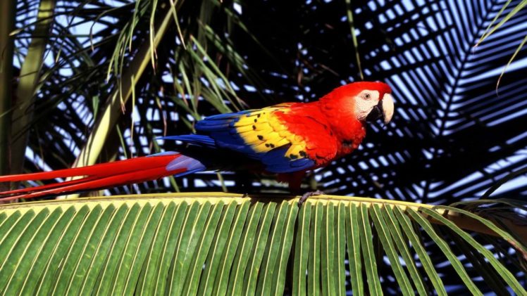 birds, Tropical, Parrots, Scarlet, Macaws, Macaw, Palm, Leaves HD Wallpaper Desktop Background