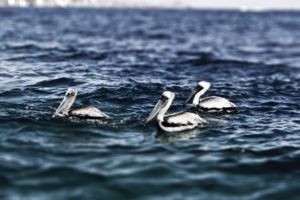 nature, Birds, Waves, Animals, Hdr, Photography, Pelicans, Sea