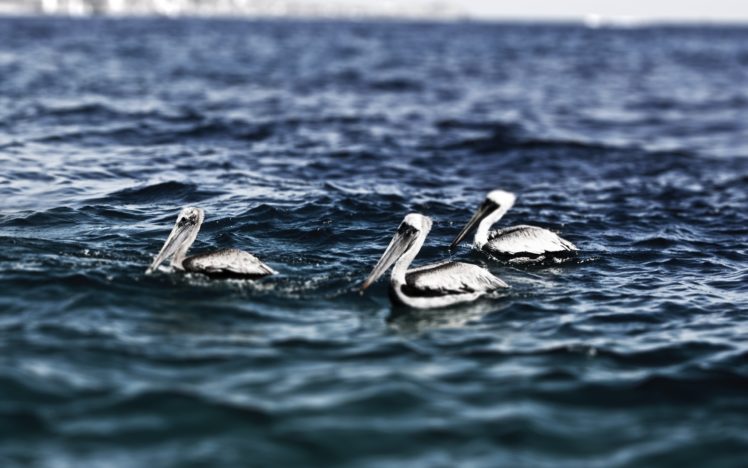 nature, Birds, Waves, Animals, Hdr, Photography, Pelicans, Sea HD Wallpaper Desktop Background