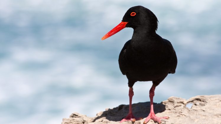 birds, African, Black, Oystercatcher, Oystercatcher HD Wallpaper Desktop Background